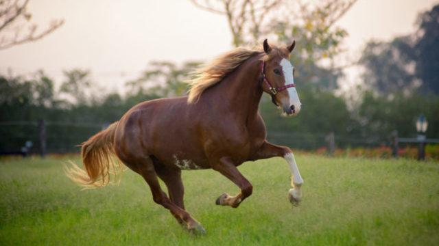 競馬の放牧とは？メリットや放牧明けに好走する馬を見分けるポイントを解説！