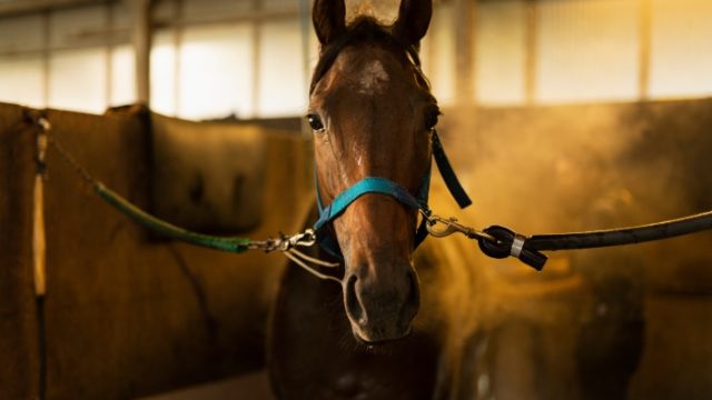 競馬予想における馬体重の重要性とは？馬体重を見る時のポイント4選！