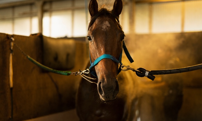 競馬予想における馬体重の重要性とは？馬体重を見る時のポイント4選！