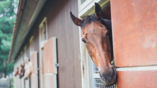 【競馬基礎】鼻出血とは？原因と競争馬を引退に追い込む理由も解説！