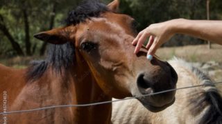 初心者でも馬体の見方がわかる！競馬のパドックで見るところを解説