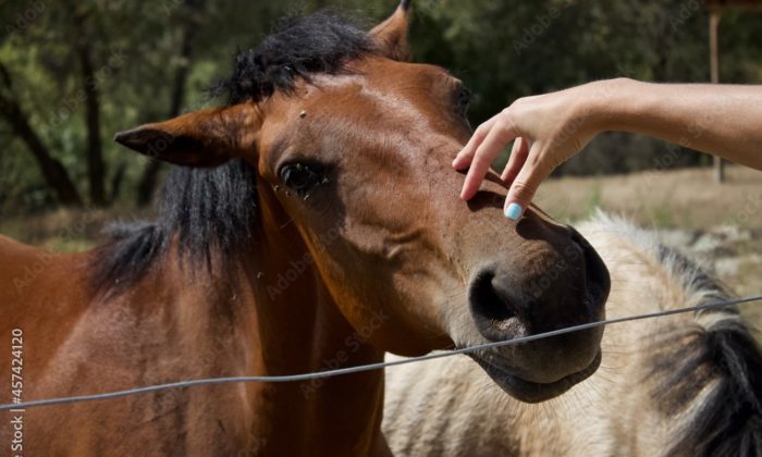 初心者でも馬体の見方がわかる！競馬のパドックで見るところを解説